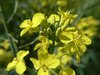 canola fields  4