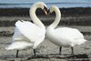 love swan's