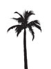 silhouette palmtree