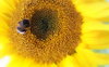 bee and sunflower