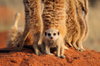 meerkat pup and adults