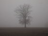 tree in the fog