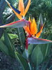 birds of paradise