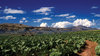 farm irrigation in the drakens