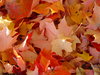 background of autumn leaves