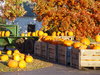 pumpkins and pumpkins