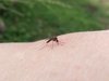 mosquito feeding