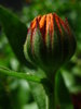 opening calendula bud