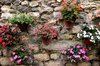 assorted potted flowers