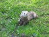 ferret