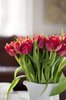 red tulips