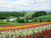 flower field