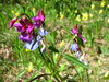 forest flowers