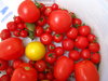 tomato bucket ( 4 )