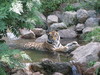 tiger relaxing in the stream