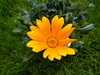 yellow flower