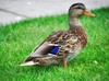 city duck