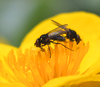 marigold flies