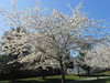 white trees