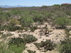 arizona desert