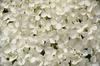 white hortensia  1