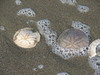 sand dollars