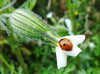 ladybug on white flower