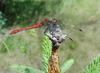 red dragonfly