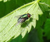 green bottle fly