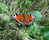 peacock butterfly