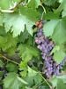 grape tree