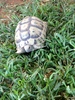 tortoise