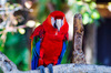 scarlet macaw