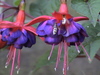 fuchsia bee