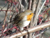 robin