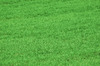 grass background