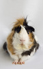 :: guinea pig  3 :