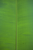 banana leaf