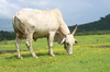 the grazing cow