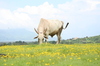 the grazing cow