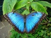 morpho peleides  7