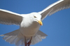 herring gull