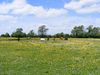 meadow with horses, northampto