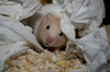 ziggy the hamster