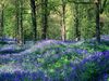 bluebells