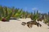 crab on the beach