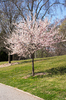 dogwood tree