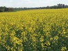 beautiful canola field