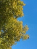 trees & sky  1