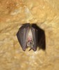 greater horseshoe bat